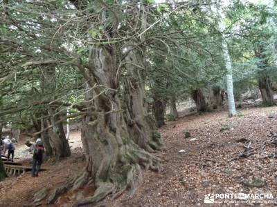 Montaña palentina;andar caminar deprisa caminata rápida